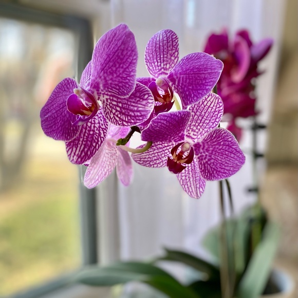 Meet your Posher, Raegan - Picture 4 of 5